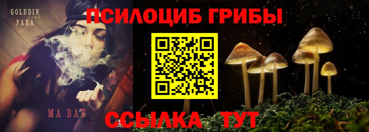 Галлюциногенные грибы Psilocybe Тверь